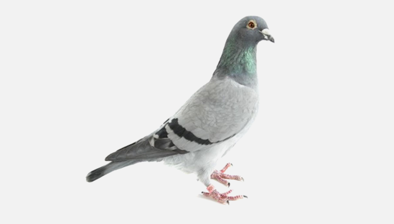 Pigeon Pest Control