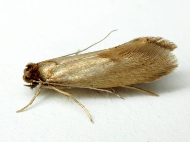 Fabric-Moth
