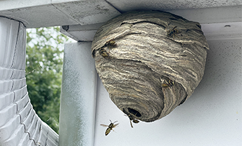 wasp nest2