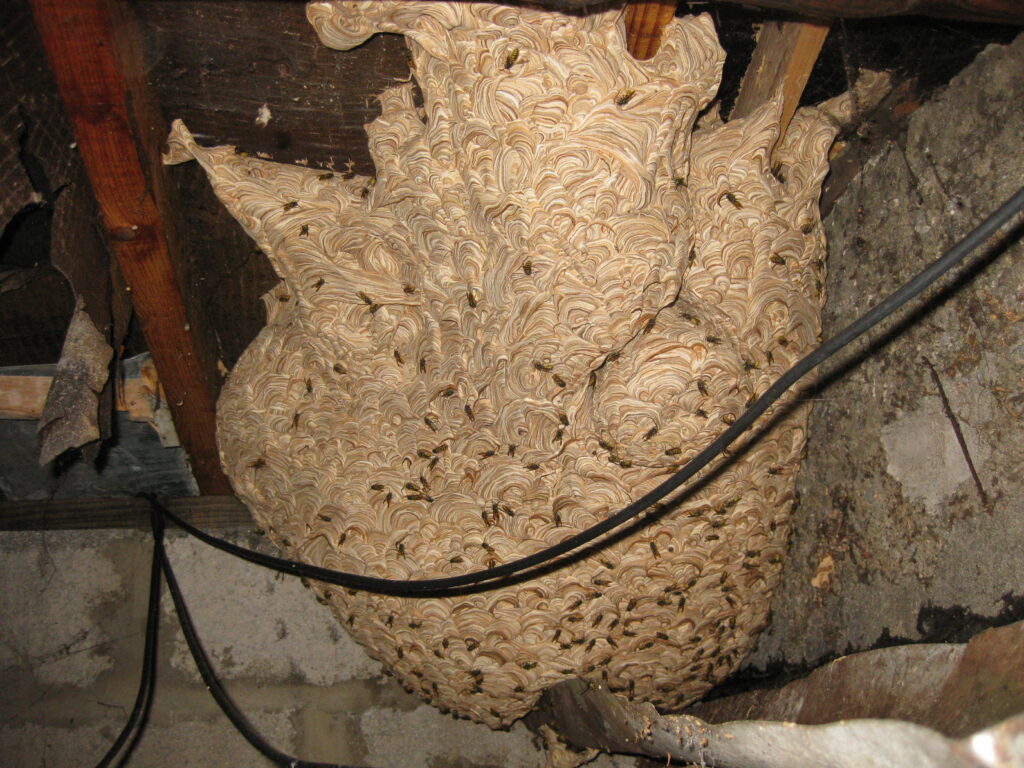 Wasp nest