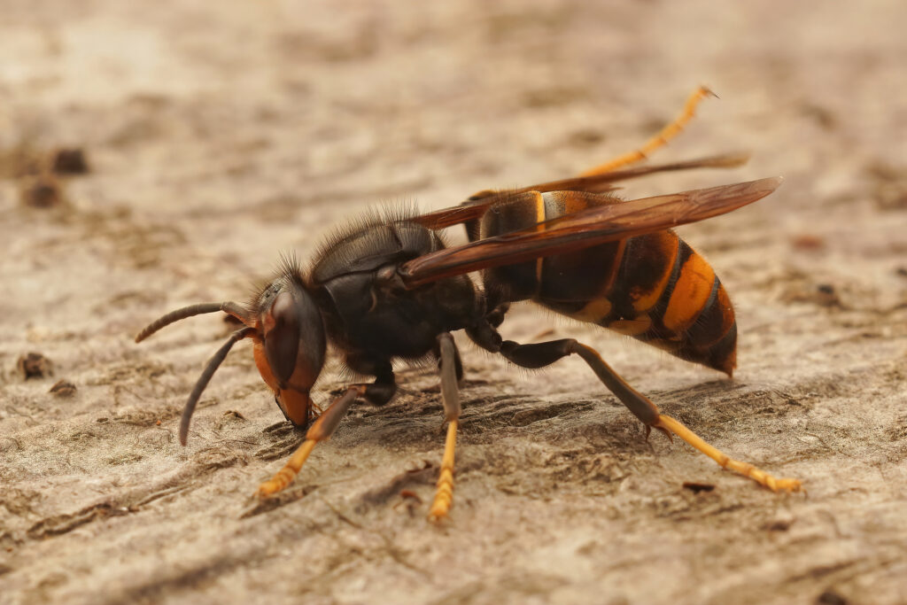 closeup asian yellow legged hornet wasp vespa velutina