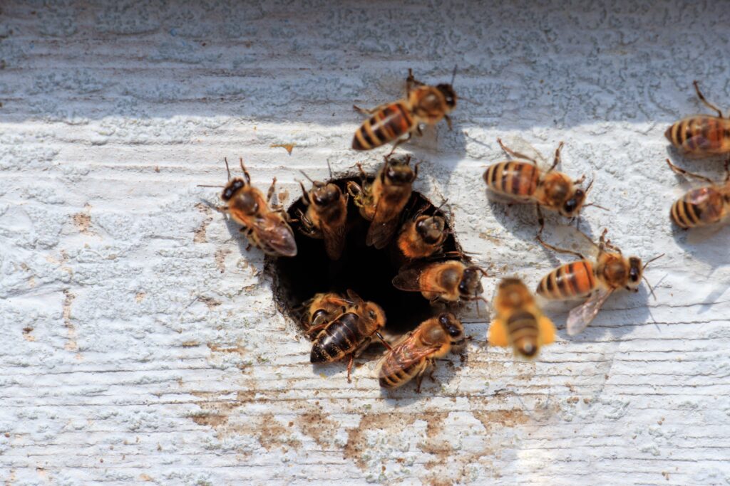 Wasp Nest treatment