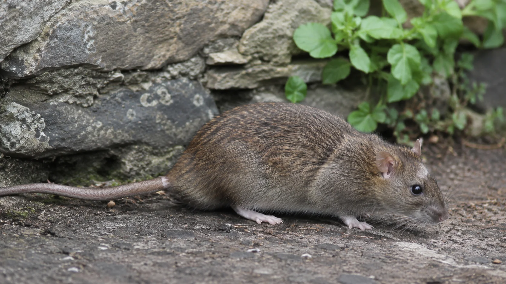 Brown rat, the common rat in Ireland