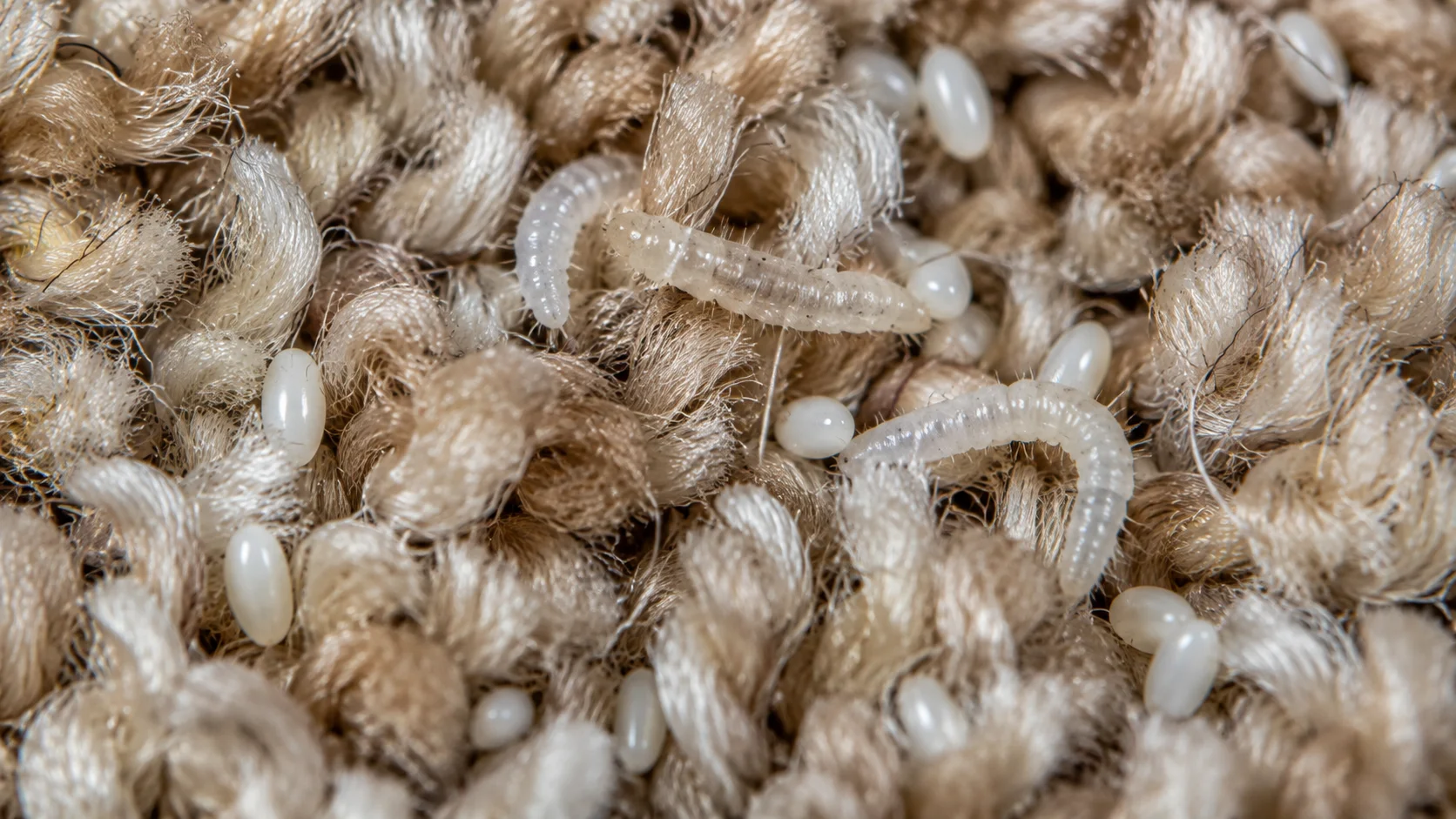 Flea larvae and eggs in carpet fibres