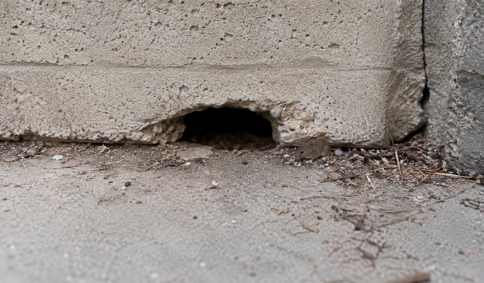 Gap used by rodents to enter a building