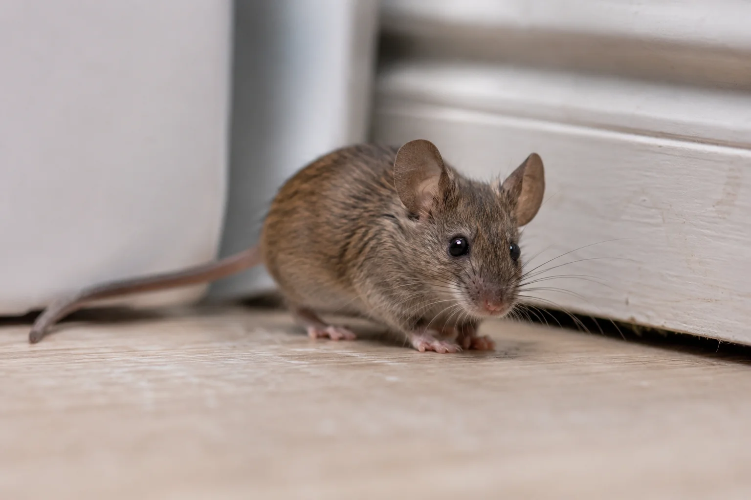 House mouse