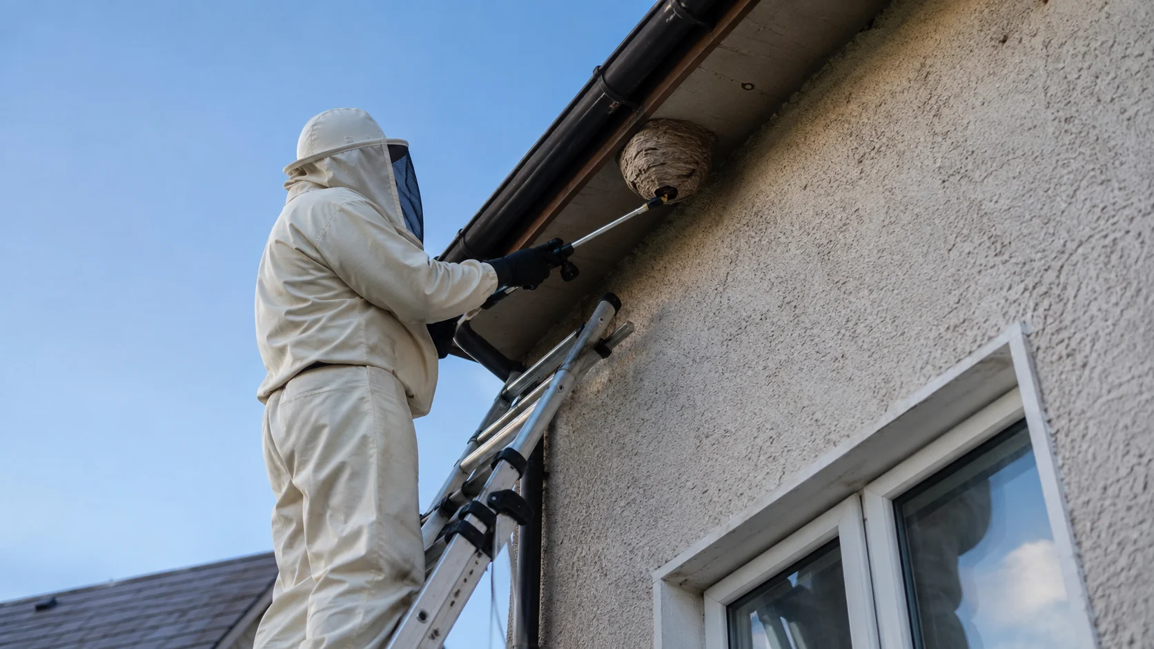 Wasp nest at height requiring access equipment