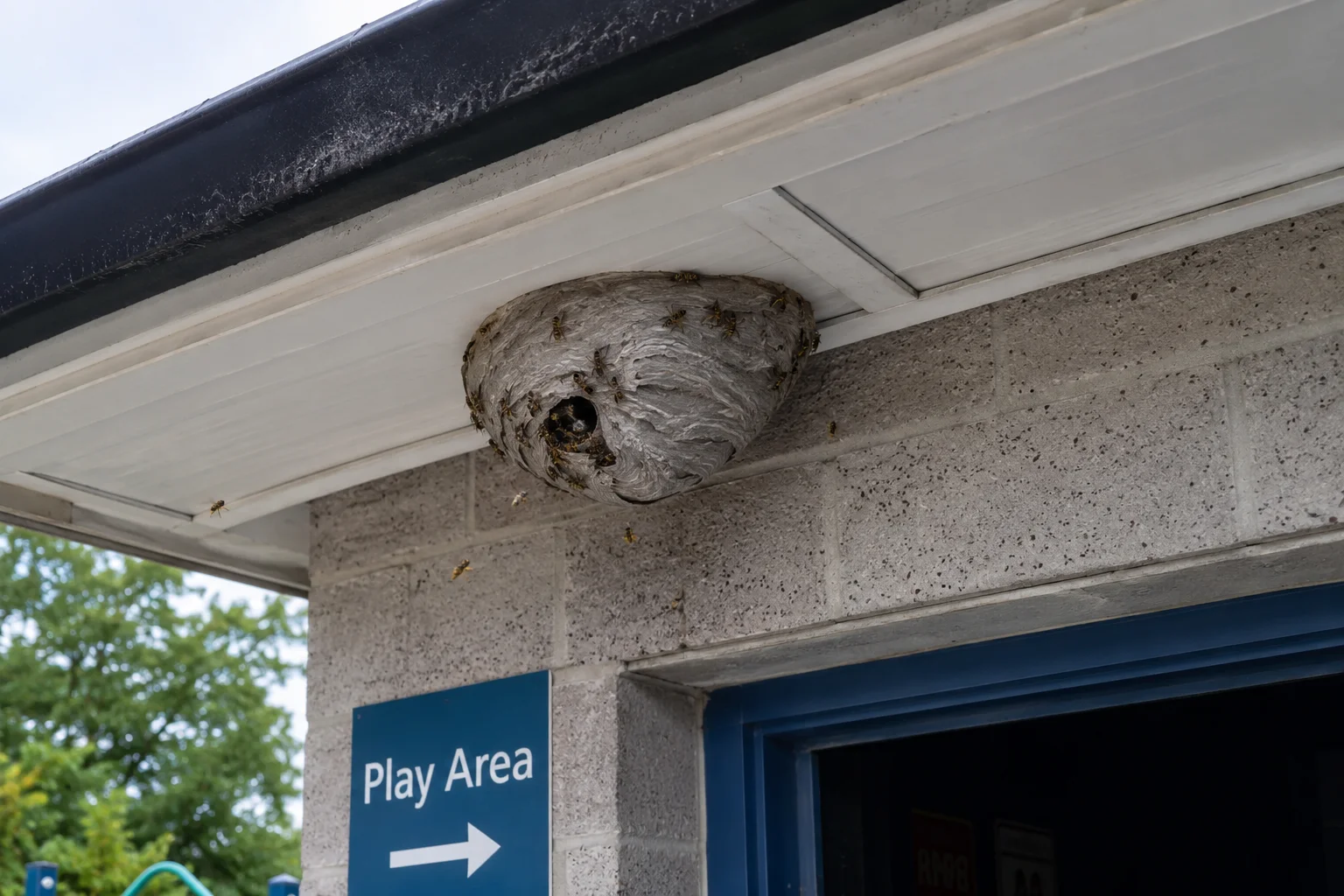 Active wasp nest in the eaves of a roofline, near a doorway or play area