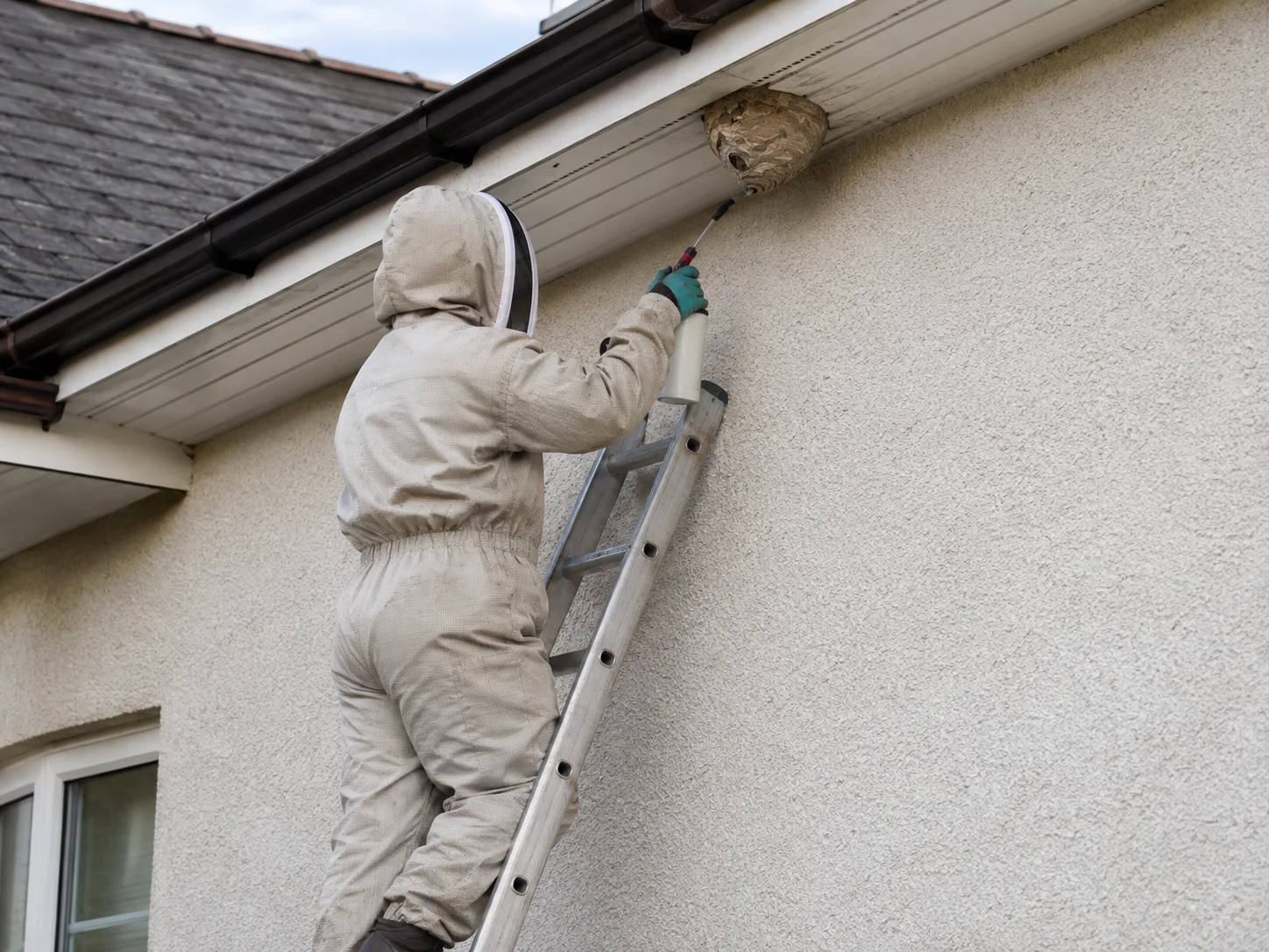 Wasp nest at height requiring safe access