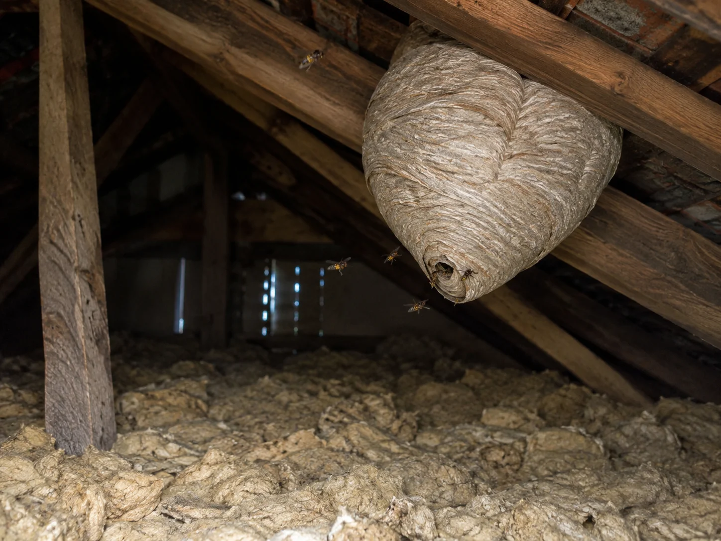 Wasp nest built in a roof space