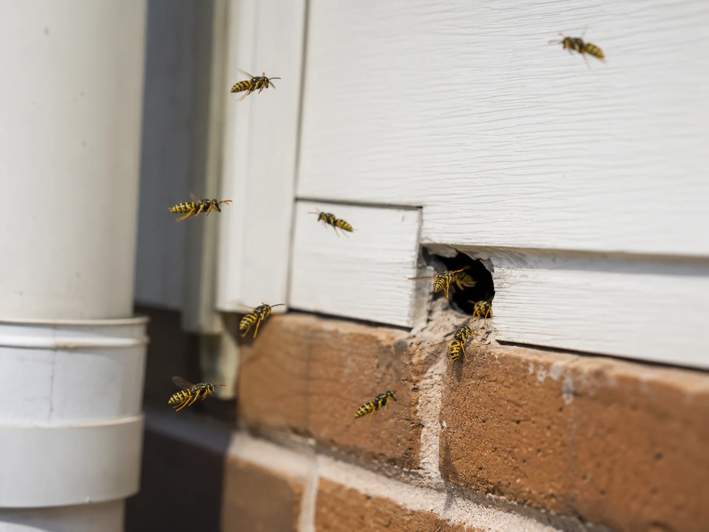 Wasp activity at a wall cavity entry point