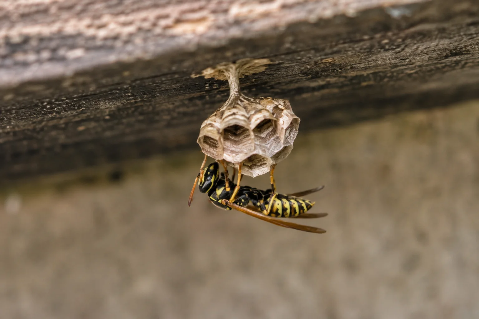 Wasp queen starting a small spring nest