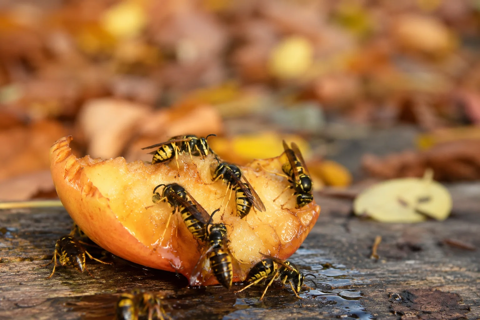 Wasps feeding on fruit in autumn