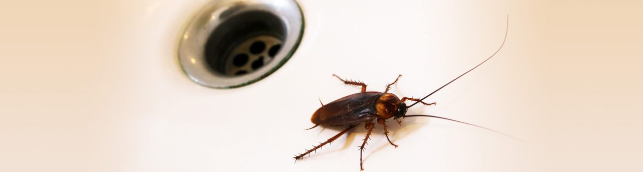 banner6 Cockroaches